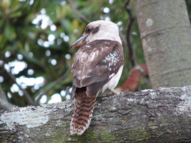 Kookaburra